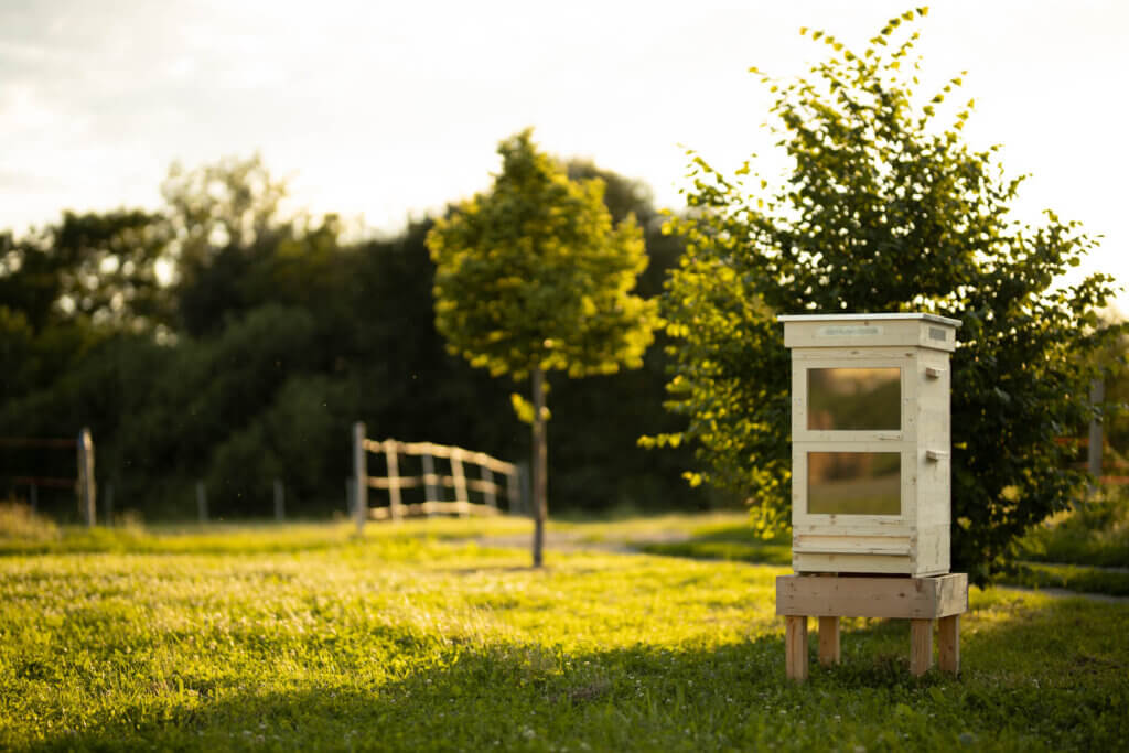 Ilustrační obrázek: Apis Innovation: Udržitelné včelařství s benefity pro přírodu i konzumenty medu